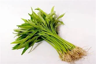 Kangkung Akar