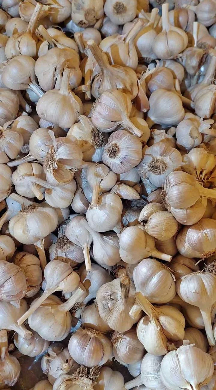 Bawang putih