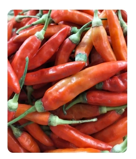 Cabe Rawit Merah