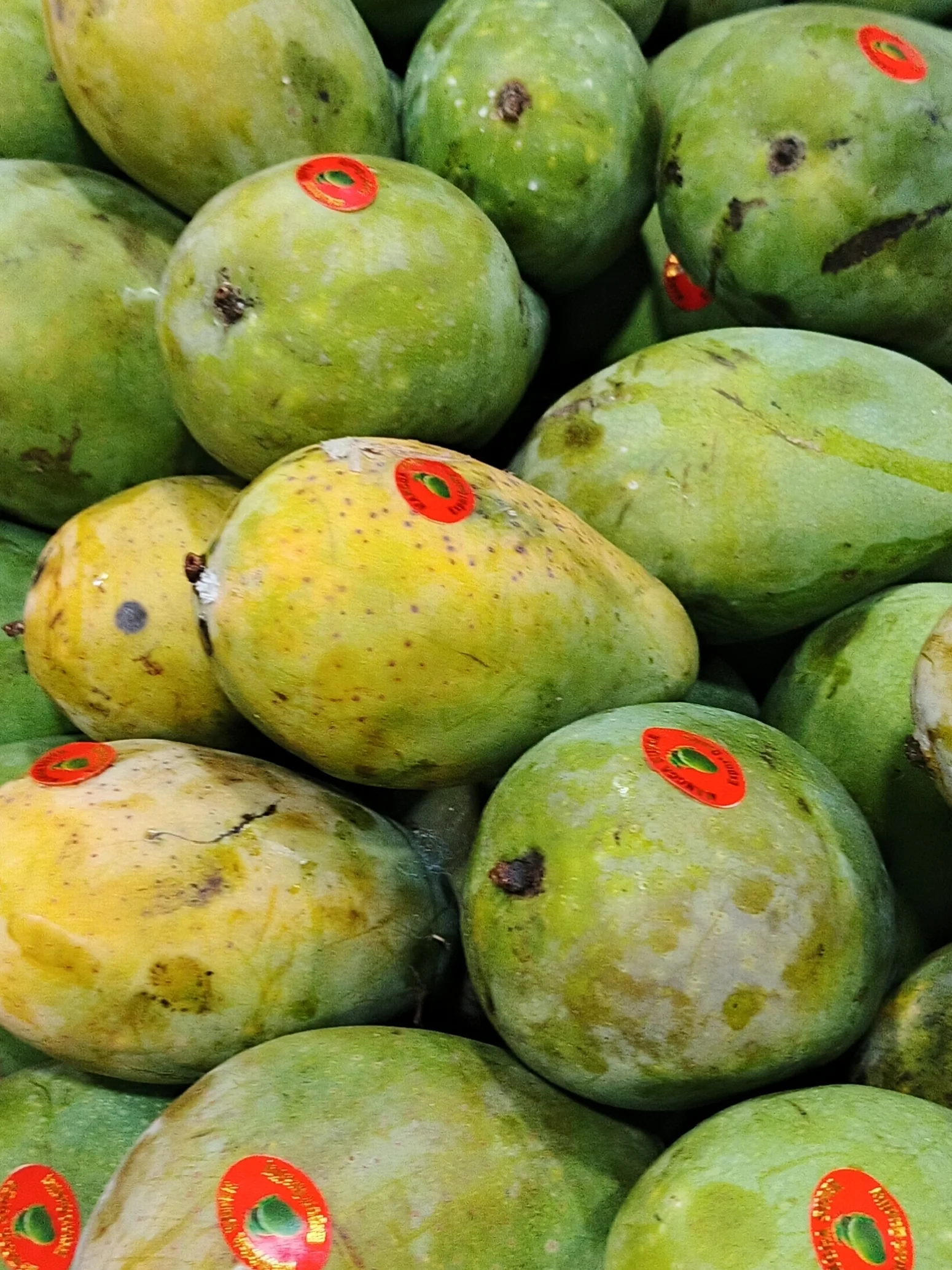 Mangga