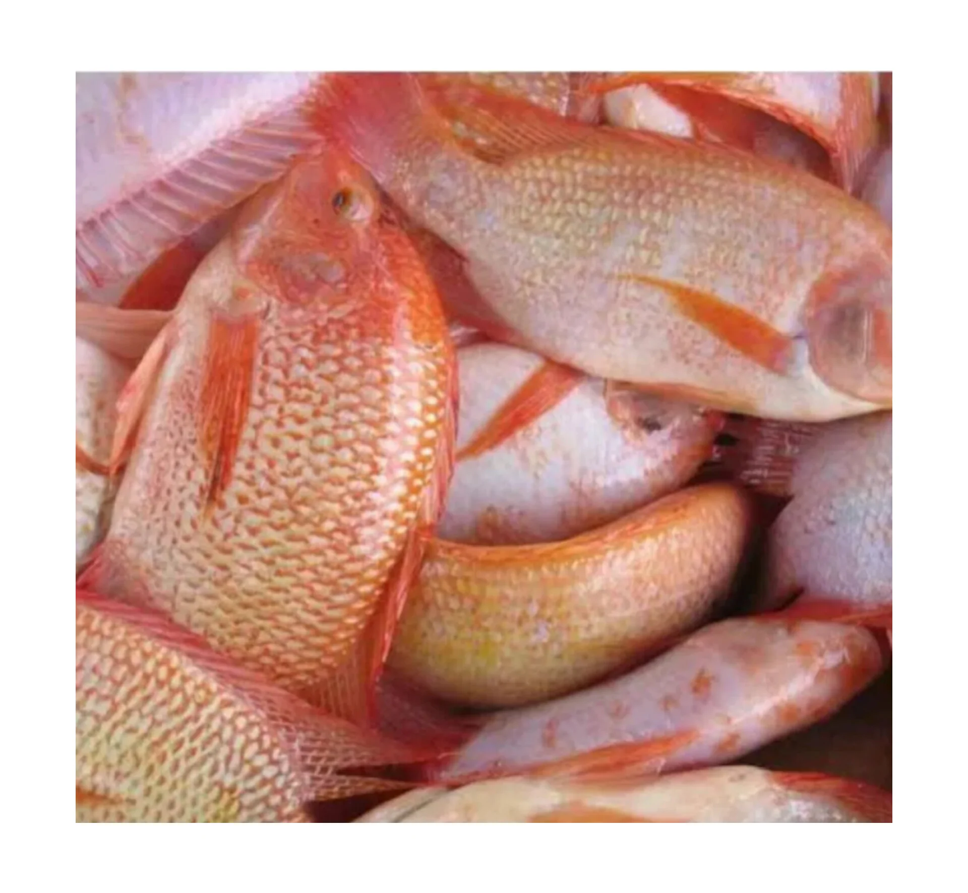 Ikan Nila Merah